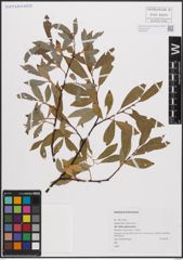 Foto von Salix daphnoides Vill.